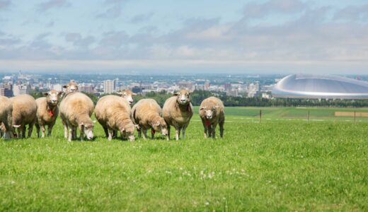 さっぽろ羊ヶ丘展望台でGWイベント始まる　「羊の毛刈り」や「連凧揚げ」も
